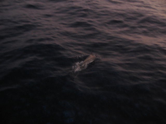 dolphinssighting.jpg