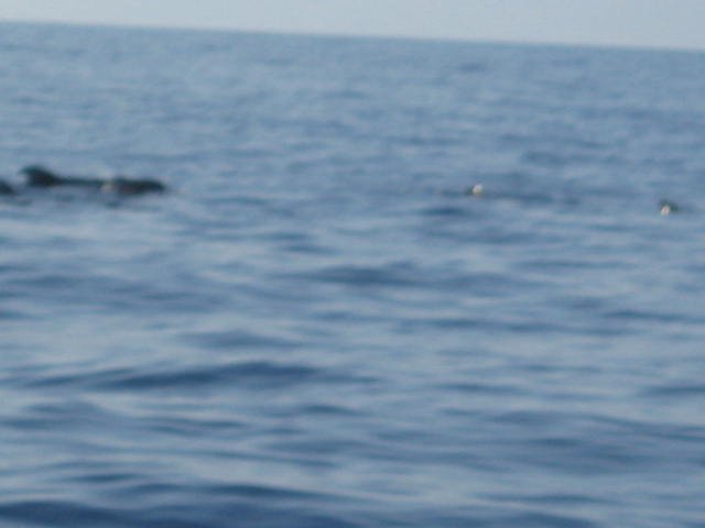 humpbackwhaleandsomepilotwhales.jpg