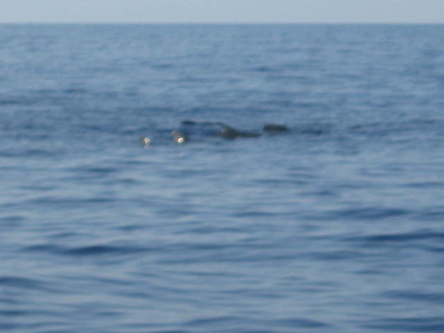 humpbackwhaleandsomepilotwhales3.jpg