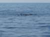 humpbackwhaleandsomepilotwhales3_small.jpg