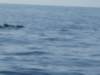 humpbackwhaleandsomepilotwhales_small.jpg